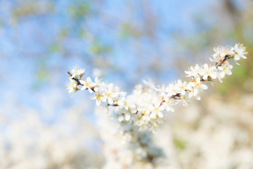 Blooming blackthorn