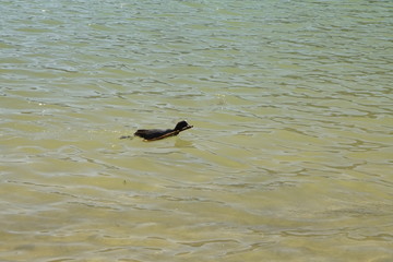 Sehr schöne Enten und Wasservögel an einem bayerischen Alpensee im Sonnenlicht