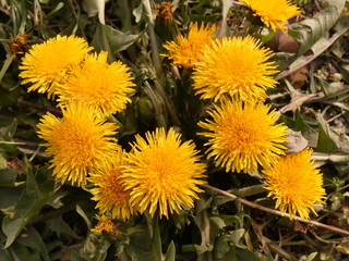 Taraxacum or dandelion - perennial herb growing in Eurasia.  Wine, jam and medicinal preparations are made from it. Beautiful honey plant.