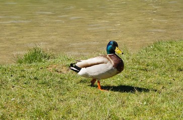 Sehr schöne Enten und Wasservögel an einem bayerischen Alpensee im Sonnenlicht
