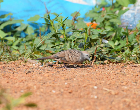 The zebra dove also known as barred ground dove, is a bird of the dove family, Columbidae, native to Southeast Asia. - Powered by Adobe