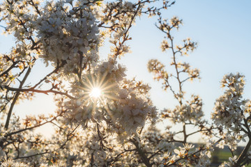 Blooming blackthorn