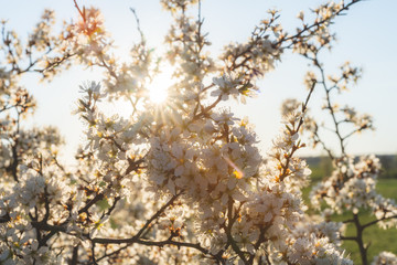 Blooming blackthorn