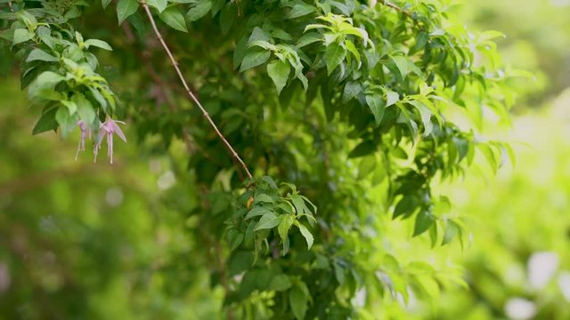 Green garden with pink fuchsia