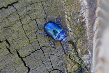 Sehr schöner blauer Käfer der in der Sonne schimmert