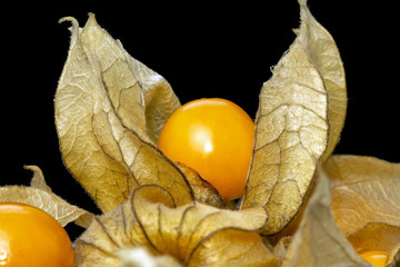 Close up cape gooseberry fruits Physalis peruviana .Commonly called goldenberry, goldenberry,...