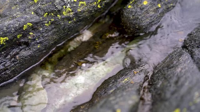 lichen on a rock with water flowing