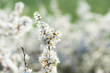 Blooming blackthorn