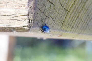 Wunderschöner blauer Käfer der in der Somme schimmert