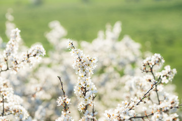 Blooming blackthorn