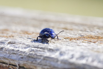 Wunderschöner blauer Käfer der in der Somme schimmert