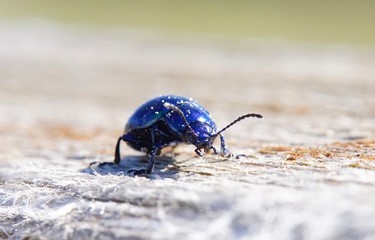 Wunderschöner blauer Käfer der in der Somme schimmert