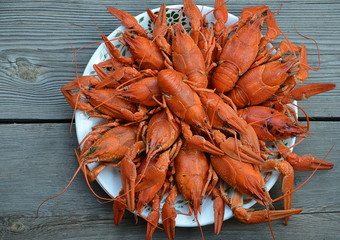 freshly cooked red crayfish on a white plate, ready to eat
