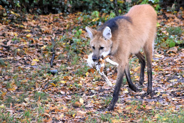 Mähnenwolf mit Kaninchen im Maul