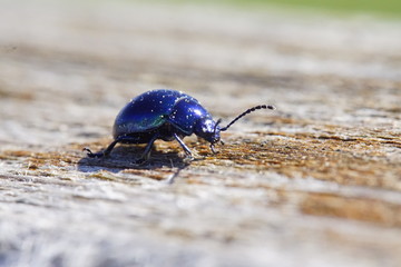 Wunderschöner blauer Käfer der in der Somme schimmert