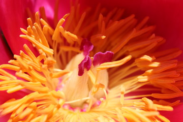 A dark pink Peony flower with yellow anthers. 