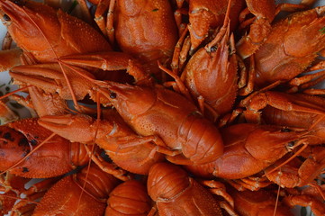 close-up of red cooked freshwater crayfish, delicious snack