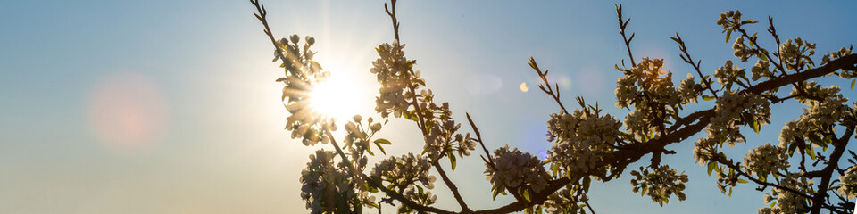 A blooming cherry tree