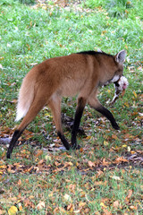 Mähnenwolf mit Kaninchen im Maul
