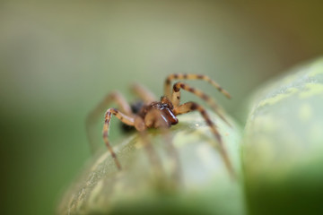 brown black spider macro photo