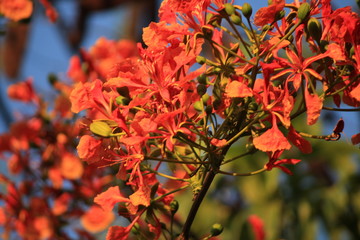 red autumn leaves