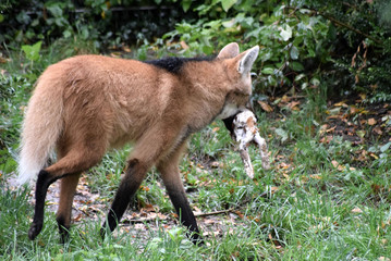 Mähnenwolf mit Kaninchen im Maul