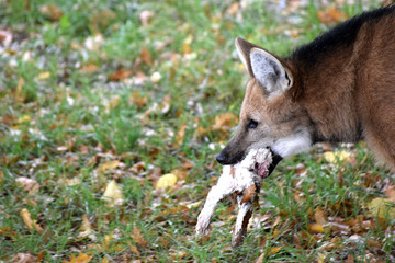 Mähnenwolf mit Kaninchen im Maul
