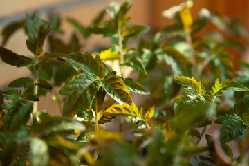 green leaves of tomato sprouts, macro on blurry bokeh background