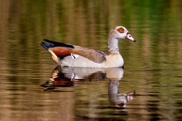 goose on the water with reflection