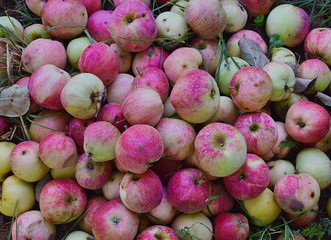close up of fresh pink apples