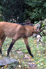 Mähnenwolf mit Kaninchen im Maul