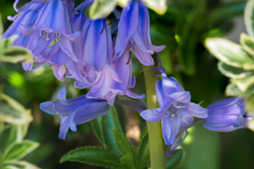 Macro image of Bluebells in the garden
