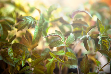  blurry bokeh background, texture, green leaves of tomato sprouts, macro