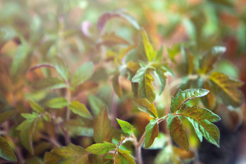 green leaves of tomato sprouts, macro on blurry bokeh background