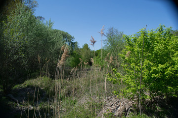 Hier ist ein Stück im Wald zu sehen, mit verschiedenen Fokuspunkten.