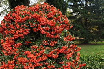 Bayas en jard&iacute;n