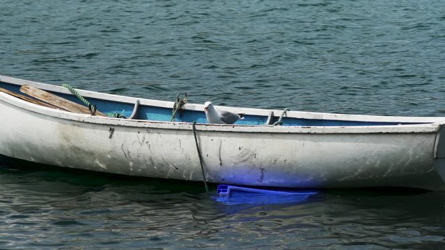 Seagulls fighting on old fishing boat