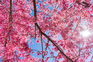 Looking up at a Beautiful Pink Cherry Blossom Tree and a Blue Sky with a Bright Sun in Astoria Queens New York during Spring