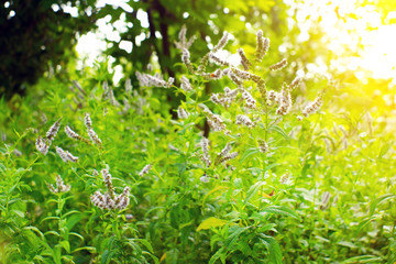 wild mint selective focus growing organic plants against a natural background