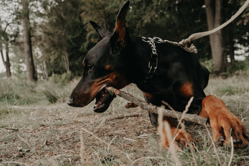 dog playing