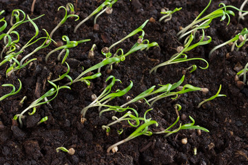 Microgreen. Group of green sprouts growing out from soil.