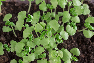 Microgreen. Young sprouts of greens. .