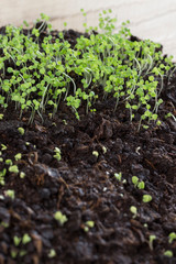Microgreen. Group of green sprouts growing out from soil.