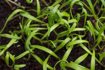 Microgreen. Young sprouts of greens.