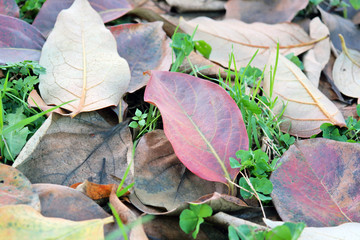 dried colorful leaves spilled in autumn