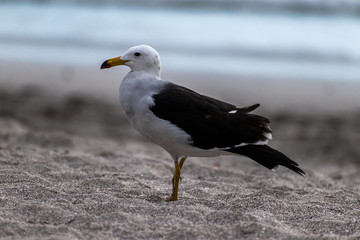 Bird in beach