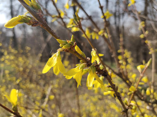 Blooming forsythia