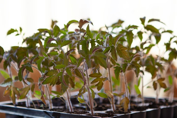 young tomato sprouts in a plastic container by the window with sunlight