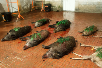 killed wild boar (sus scrofa) after a hunt