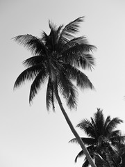 Fototapeta na wymiar silhouette of palm trees